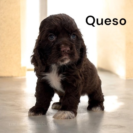 puppy, for, sale, Cockalier, Joe & Cherri  Overlease, dog, breeder, Miller, MO, dog-breeder, puppy-for-sale, forsale, nearby, find, puppyfind, locator, puppylocator, aca